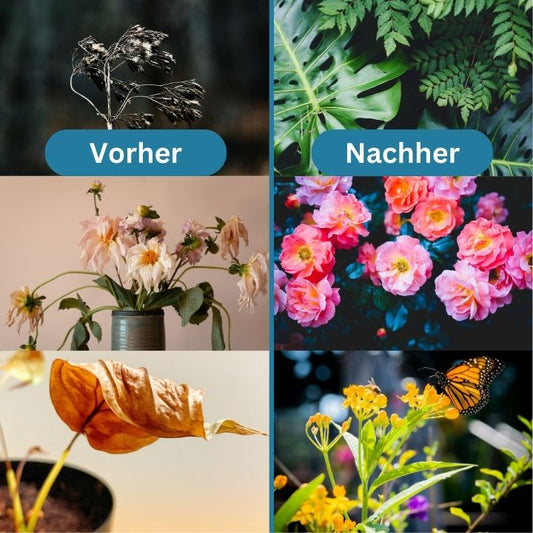 GrowBoost – Pflanzennährstofftabletten für Zimmer- und Gartenpflanzen