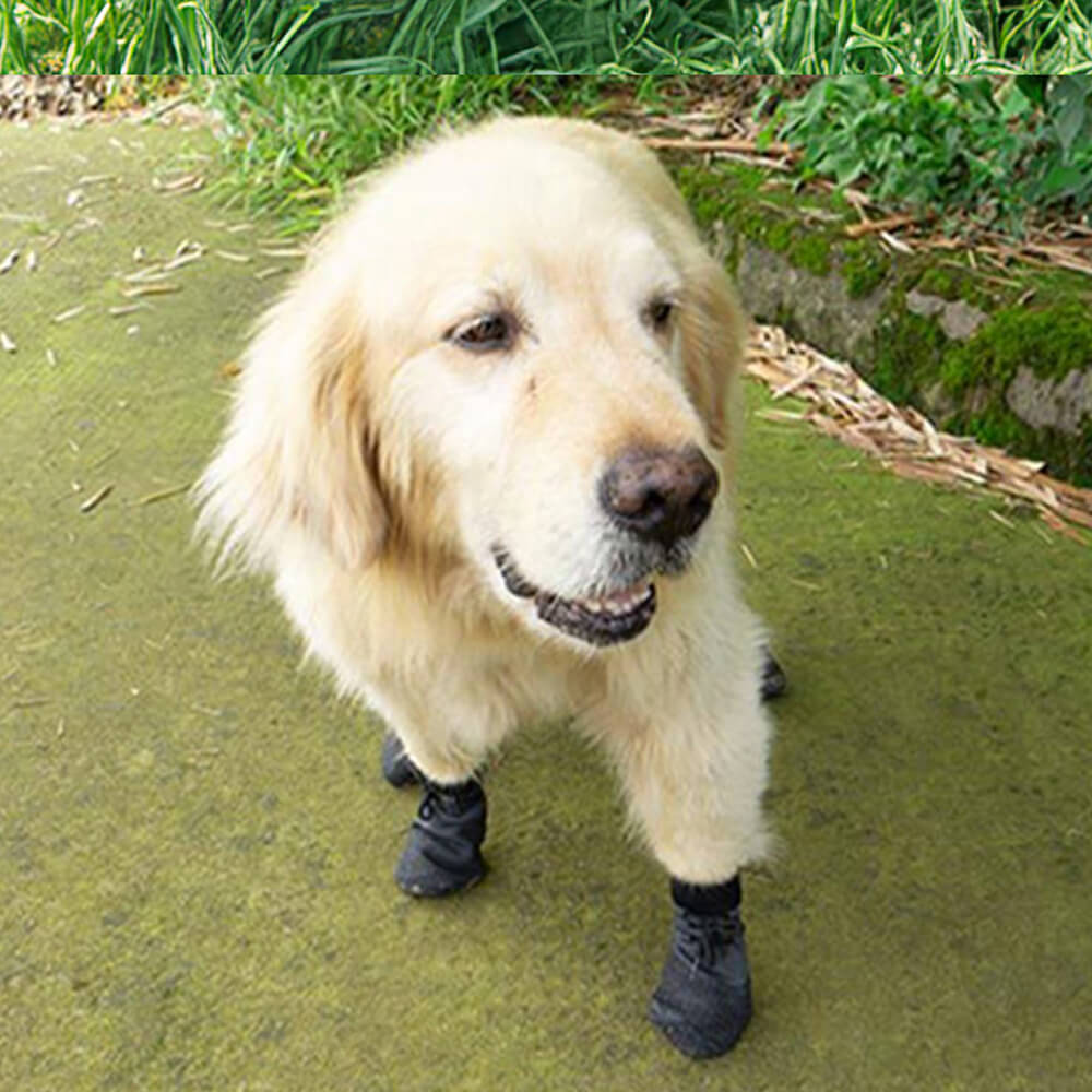 PawGuard - Ultimativer Schutz für die Pfoten Ihres Hundes überall