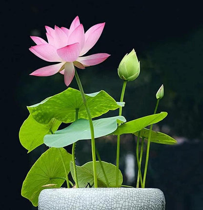FloraGem™ | Vibrant & Easy to Grow