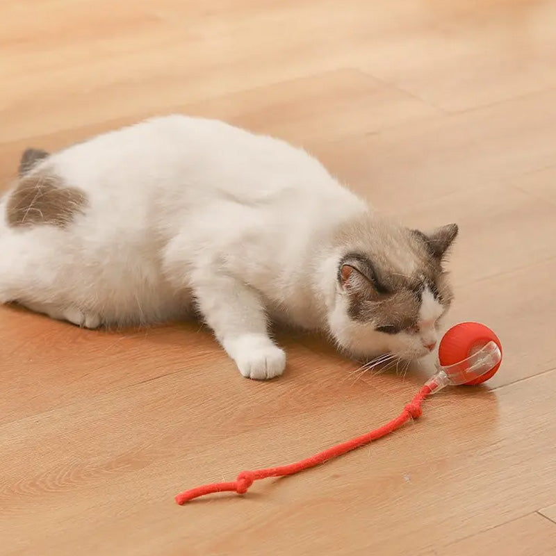 KatzenPower - Interaktiver Indoor-Katzenball | 1+1 GRATIS