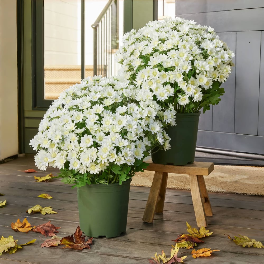 EverFall – Künstliche Herbst-Chrysantheme im Topf