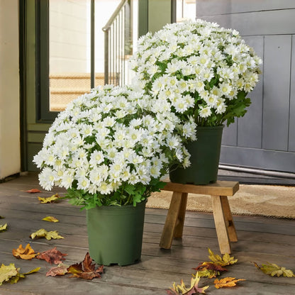 EverFall – Künstliche Herbst-Chrysantheme im Topf