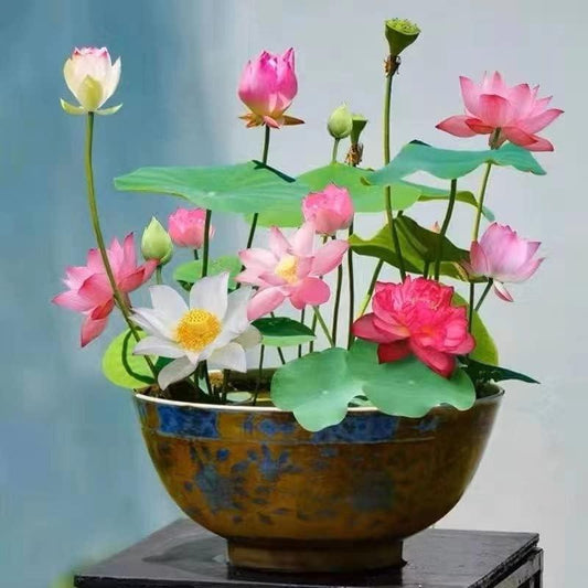 FloraGem™ | Vibrant & Easy to Grow