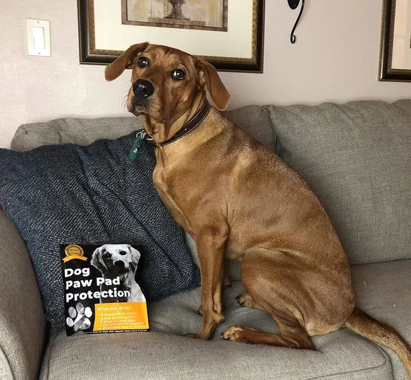 50% RABATT | PawSafe | 4 Stück SAnti-Rutsch-Schutz-Aufkleber