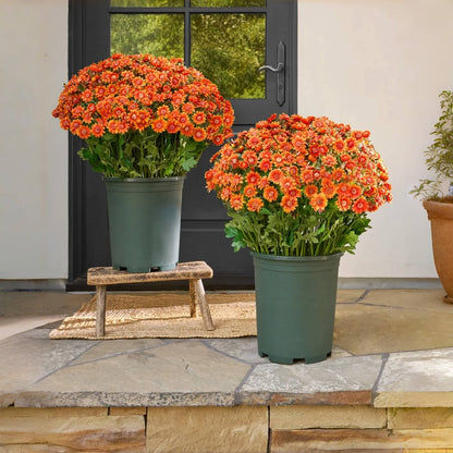 EverFall – Künstliche Herbst-Chrysantheme im Topf