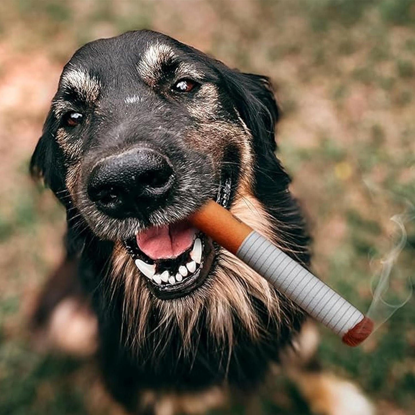 50% RABATT | CuddleCig | Urkomischer Spaß für Ihren Welpen