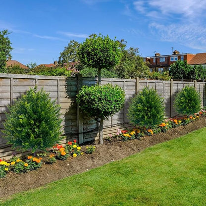 EverGreen-Zeder – dekorativer Outdoor-Baum im Topf