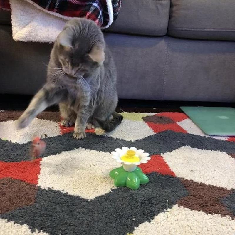 KatzenFit™ - Interaktives Katzenspielzeug | 1+1 GRATIS