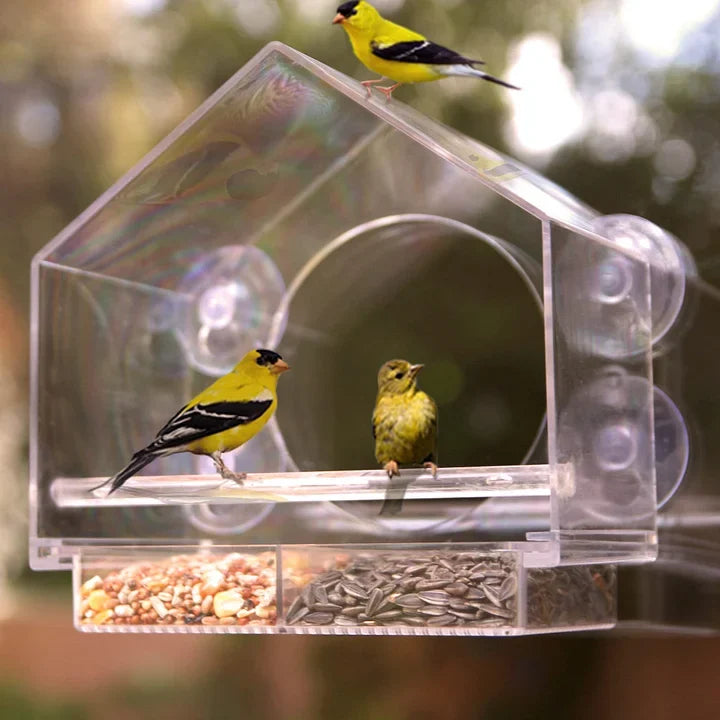 BirdFeeder™ | Fönster Fågelhus
