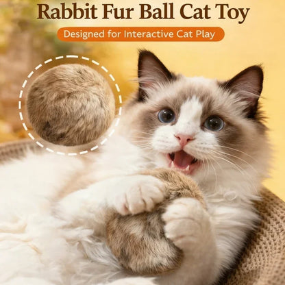PlayPawz – Revives the Playful Energy of Cats