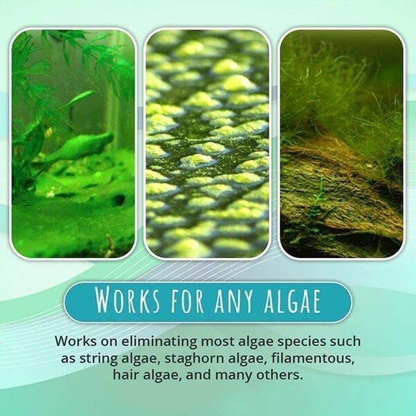 Teich Algenmittel 50 g | Klärt grünes Wasser & bindet Schwebstoffe | Für Teichfische & Pflanzen geeignet, Dosierung 1–2 g/100 L