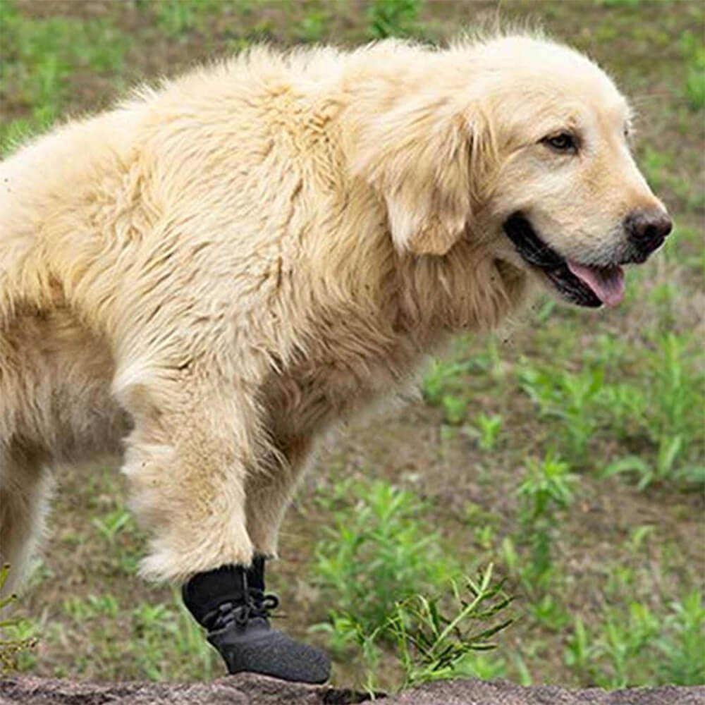 PawGuard - Ultimativer Schutz für die Pfoten Ihres Hundes überall