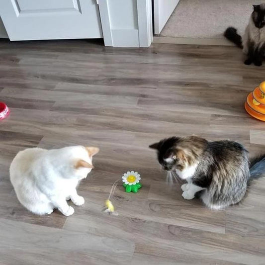 KatzenFit™ - Interaktives Katzenspielzeug | 1+1 GRATIS