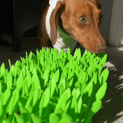 TidyFeast™ | Haustierfreundlicher Essensblock