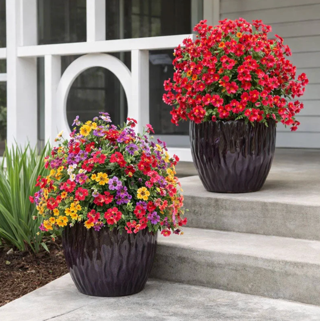 1+1 Gratis | EverBloom™ – Die Ewige Blütenpracht