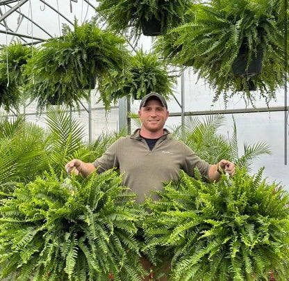 GreenGlow – Naturgetreuer künstlicher Bostonfarn