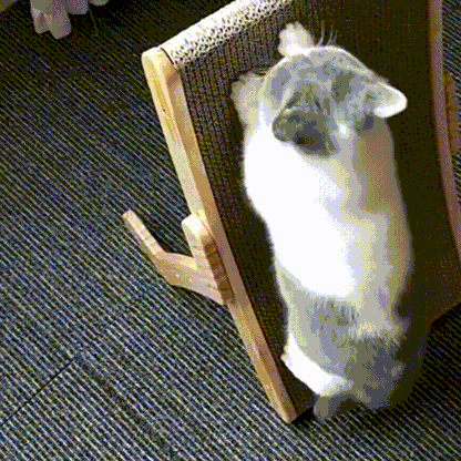 Ocerar™ Purrfect Haven Katzenliege | 50% RABATT