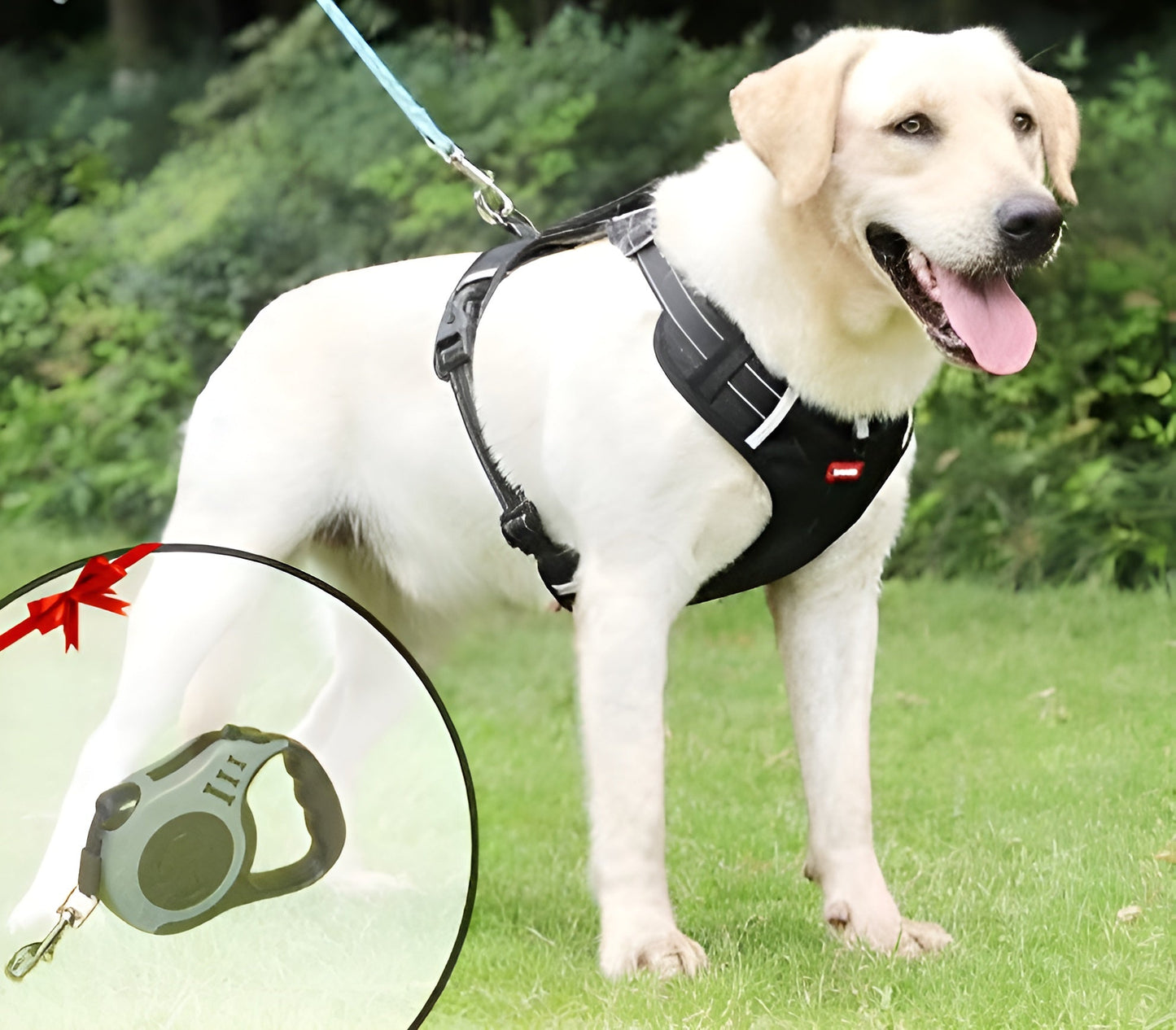 PawGuard™ – Hundegeschirr für Komfort & Sicherheit | 50% RABATT