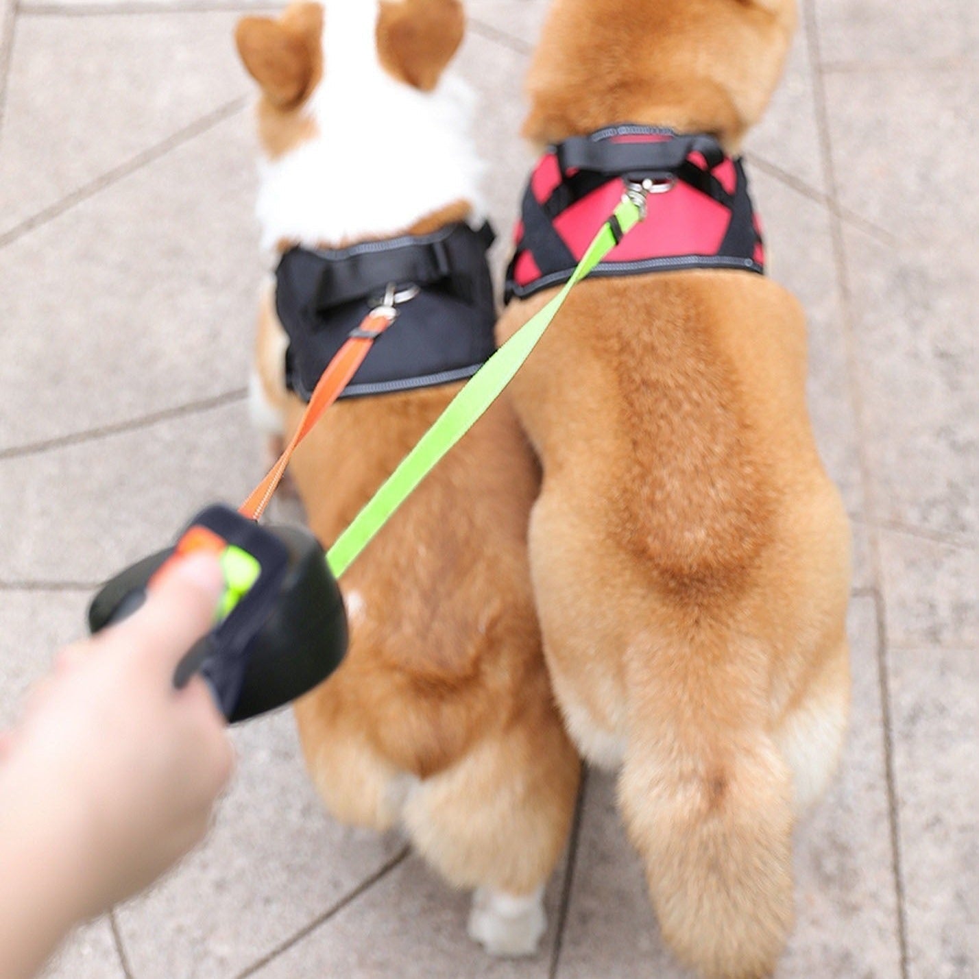 PawLink – Ausziehbare Doppel-Hundeleine mit Licht und Kotbeutelhalter